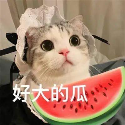 吃瓜网红被骗事件,揭秘网络诈骗背后的真相  第2张